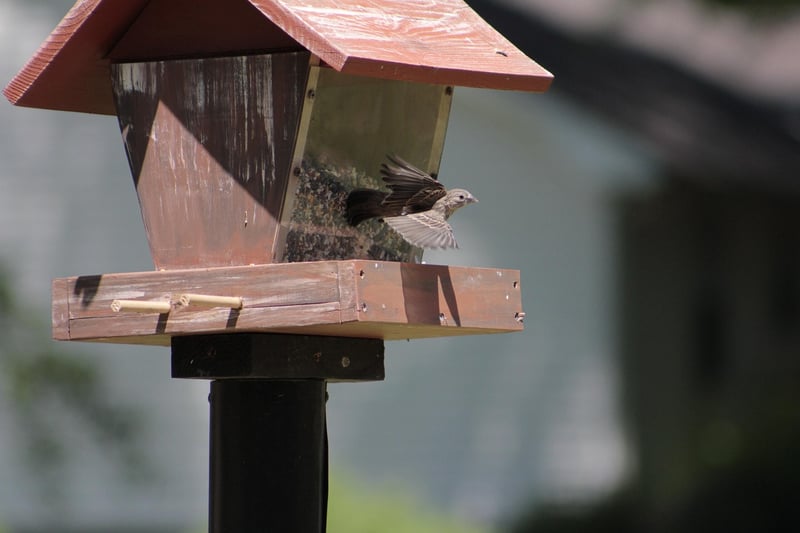 DIY Plastic Bottle Bird Feeder